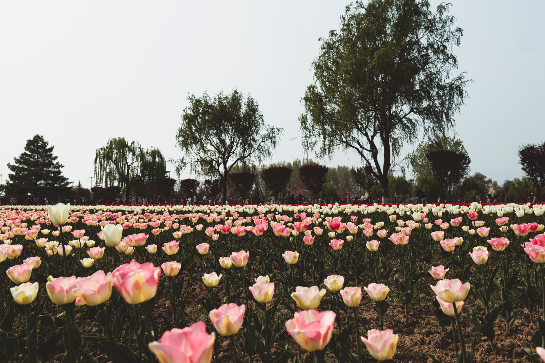 Indira Gandhi Memorial Tulip Garden, Kashmir