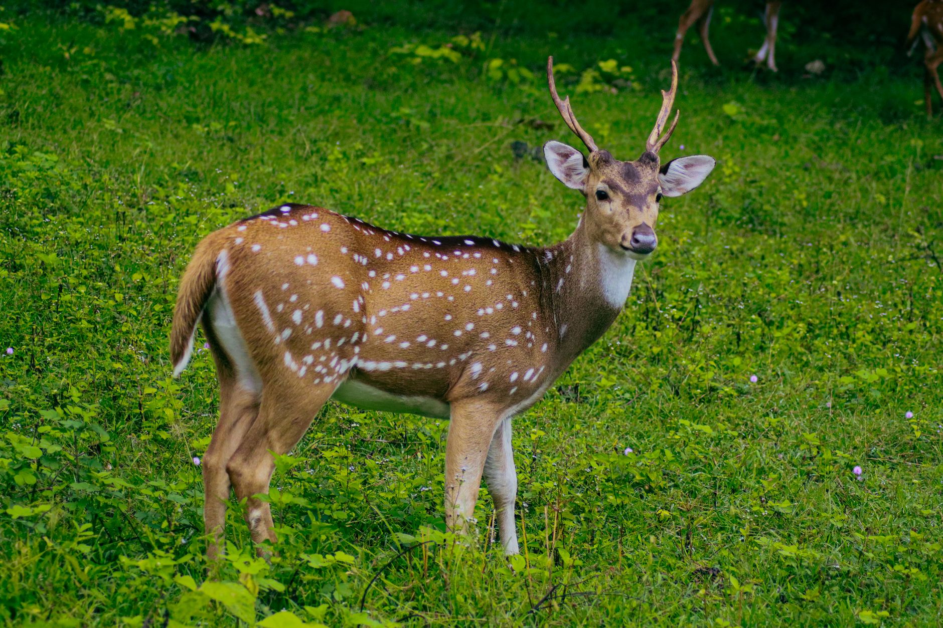 Dachigam National Park, Kashmir